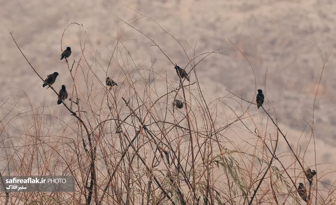 تصاویری زیبا از پرندگان مهاجر در خرم‌آباد