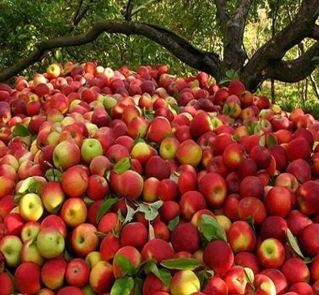 ۸۰تُن سیب پادرختی از باغداران خریداری شد