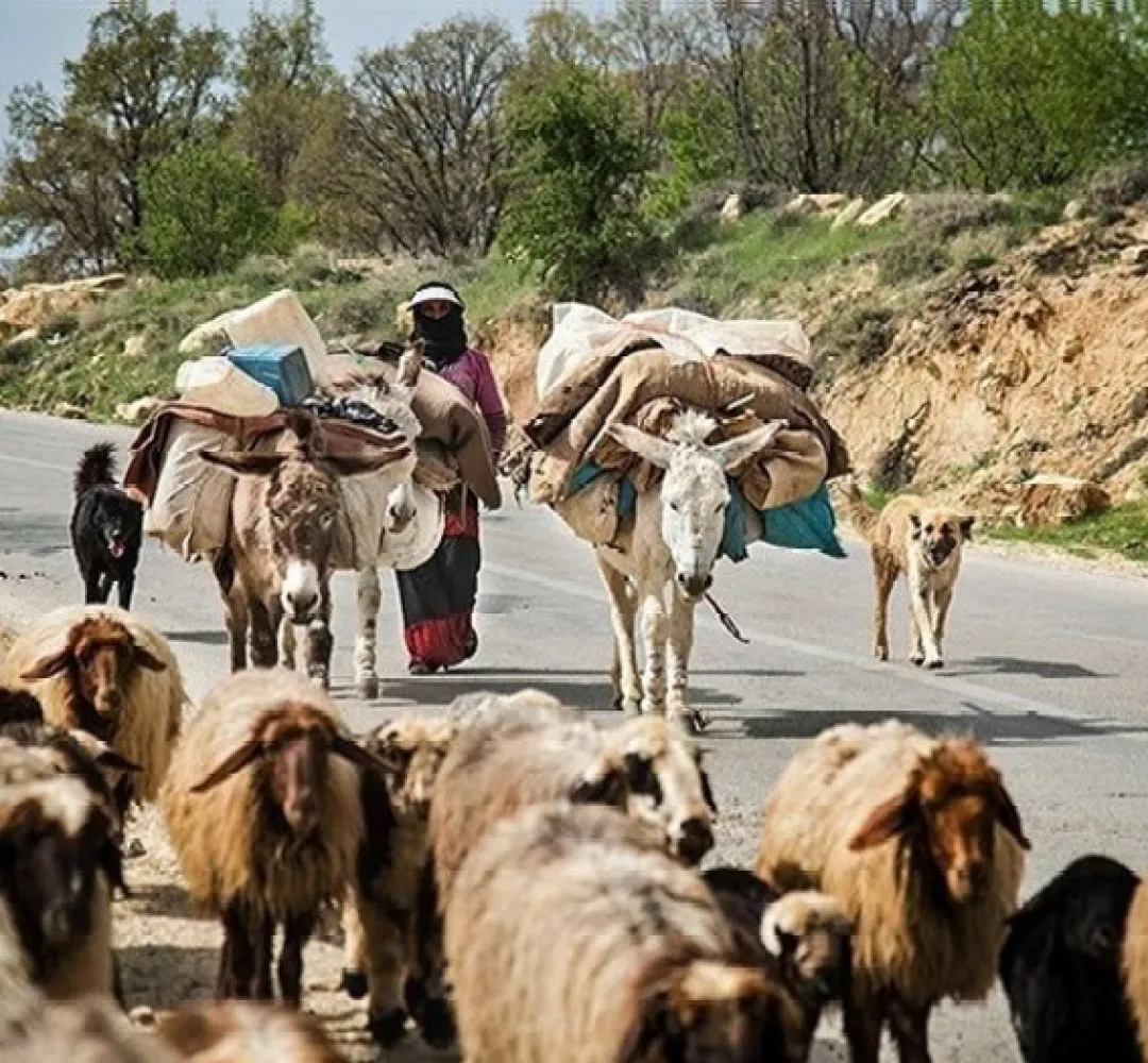 آغاز کوچ ۱۱هزار خانوار عشایری لرستان به قشلاق