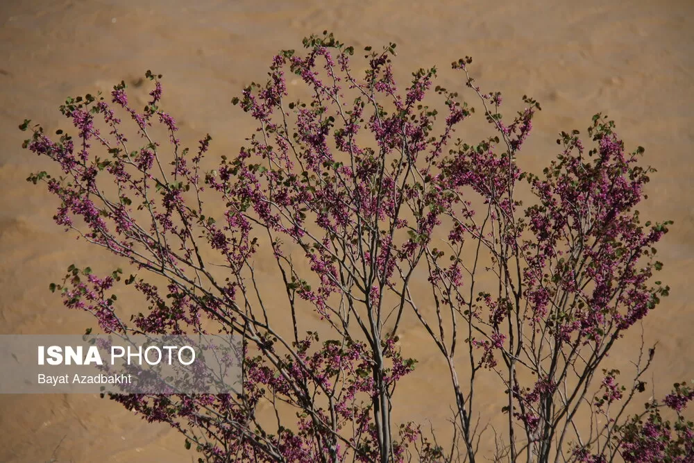 بهار چشم‌نواز منطقه شاهیوند