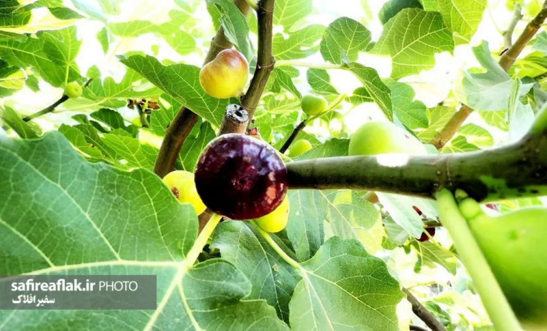 برداشت انجیر سیاه از بزرگترین انجیرستان ایران