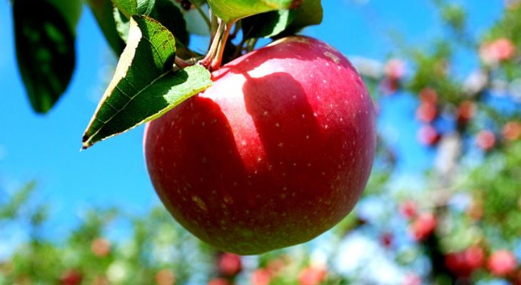 جشنواره سیب در بروجرد برگزار شد