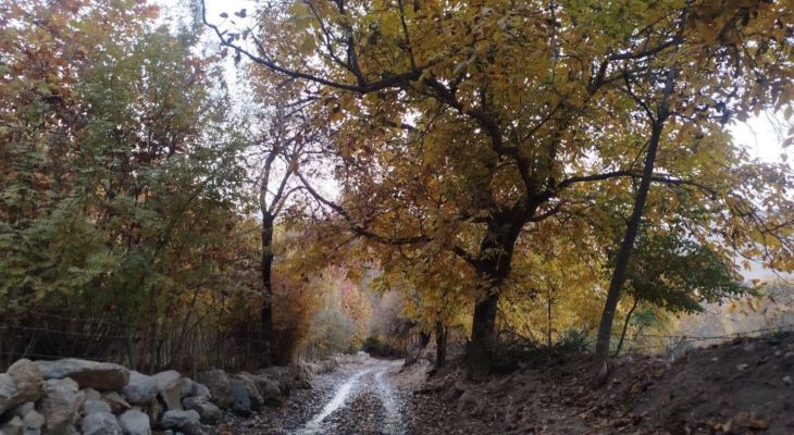 کرتول بروجرد، نقاشی طلایی طبیعت پائیز