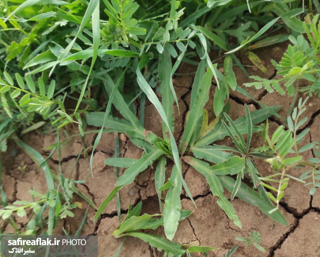 عطر گیاهان محلی در بازار لرستان پیچید