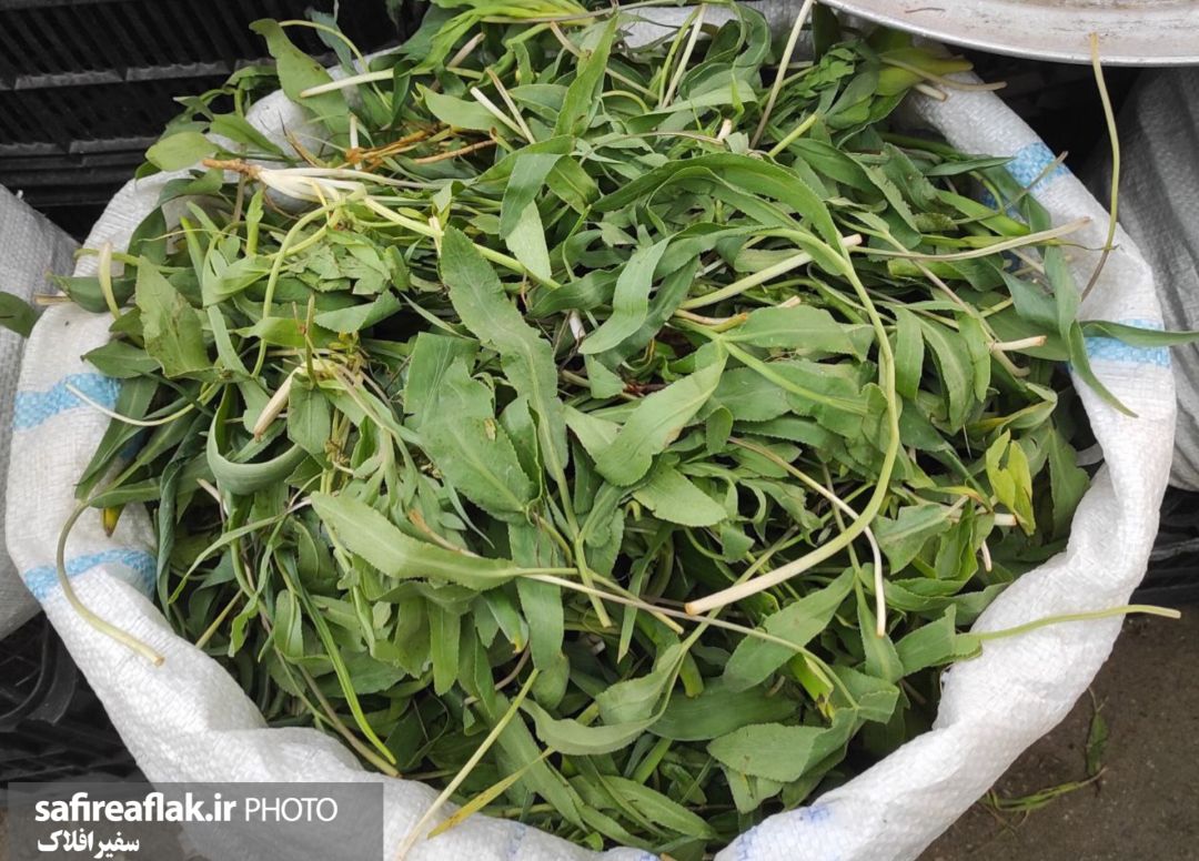 عطر گیاهان محلی در بازار لرستان پیچید