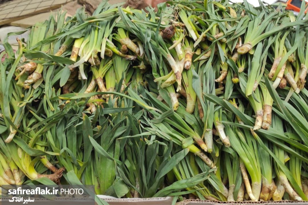 عطر گیاهان محلی در بازار لرستان پیچید