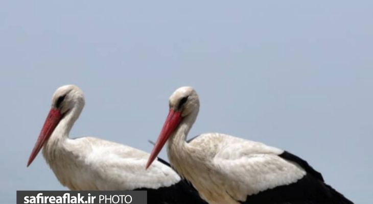 زندگی کنار لک‌لک‌ها